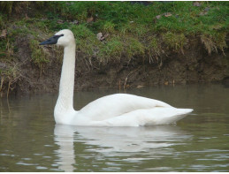 Trumpeter Swan